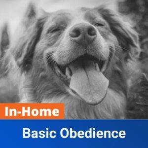 In-Home Basic Obedience